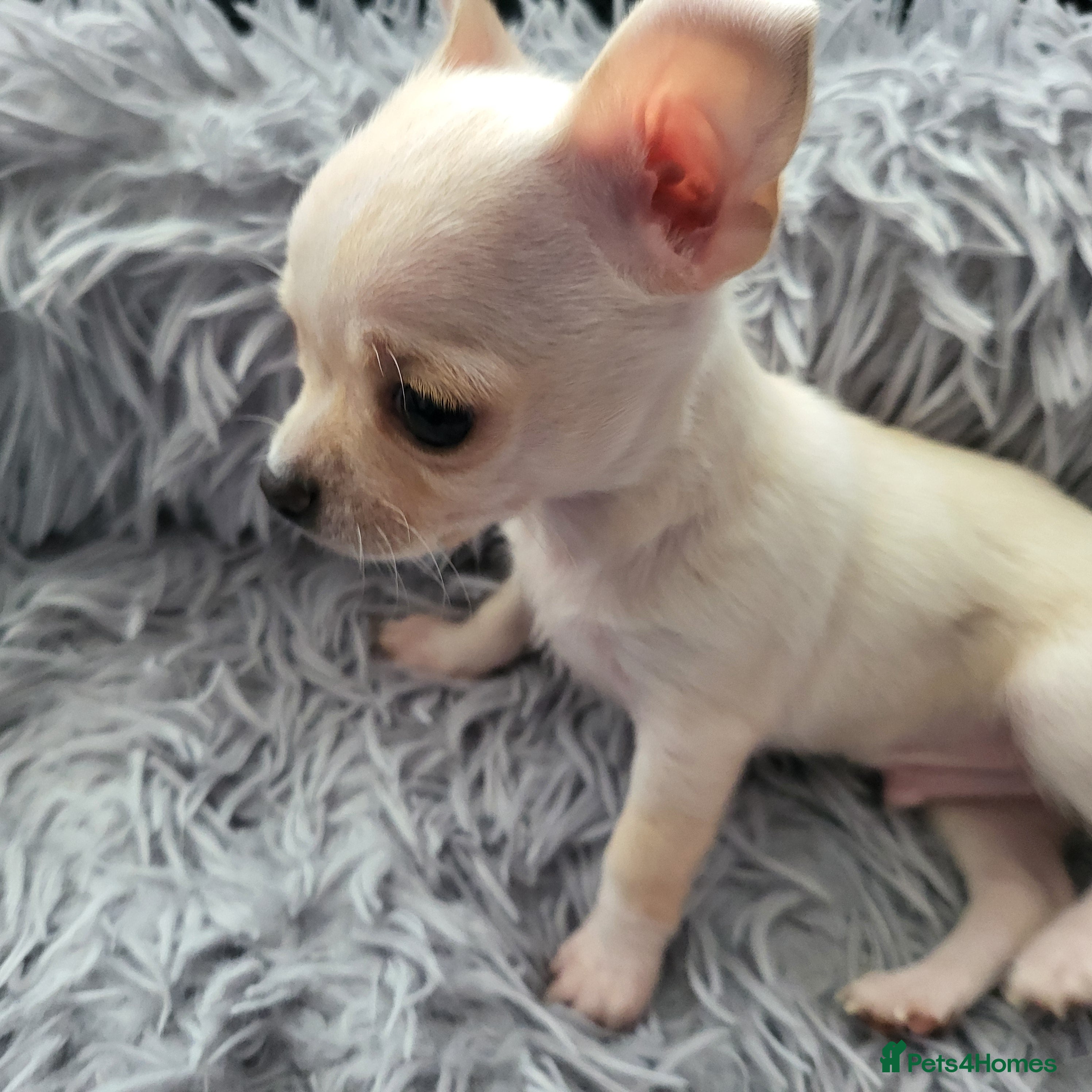 Chihuahua dogs 5 beautiful smooth coat chihuahuas - Advert 13