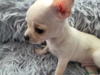 Chihuahua dogs 5 beautiful smooth coat chihuahuas - Advert 13