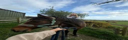 English Thoroughbred horses for sale: 16hh thoroughbred horse  - Advert 5