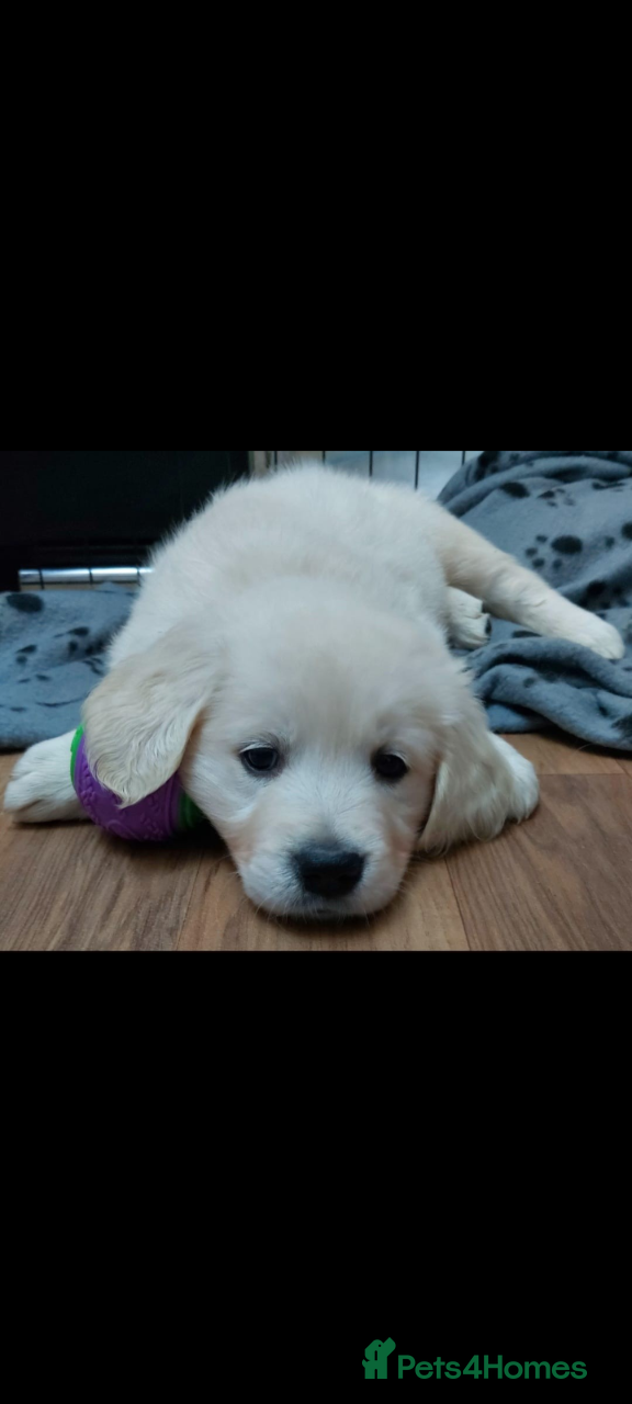 Golden Retriever dogs Golden retriever pups for sale  - Advert 6