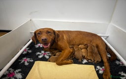 Labrador Retriever dogs for sale: Stunning Super Dark Red Labs from KC&health tested - Advert 12