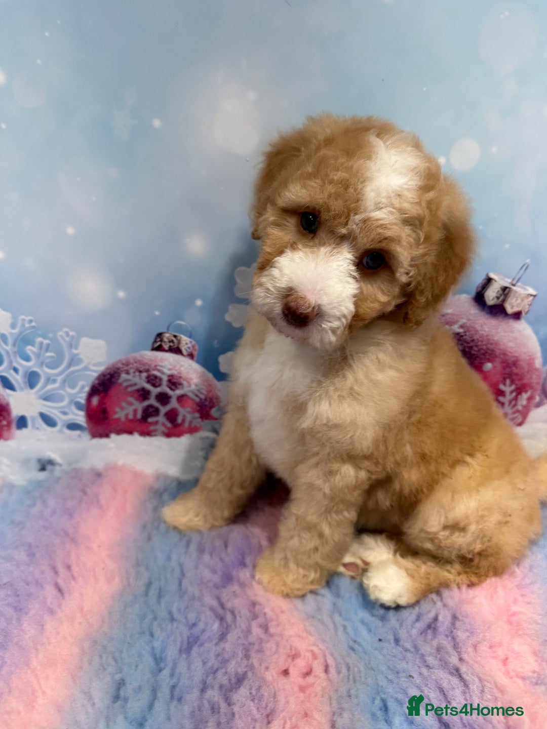 Bernedoodle dogs for sale: Bernedoodles - Advert 12
