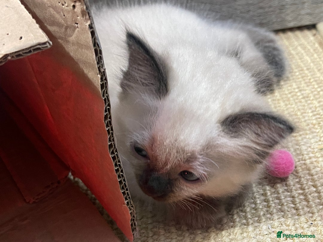 Ragdoll cats for sale: Exquisite 6th Gen*  PUREBREED Ragdoll Kittens - Image 18