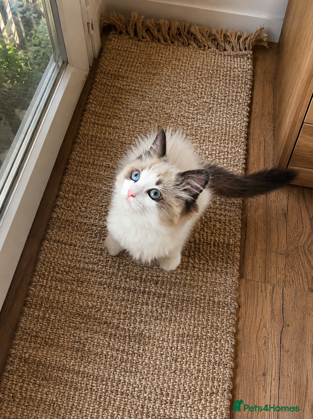 Ragdoll cats Ragdoll Tica Pedigree kittens - Advert 10