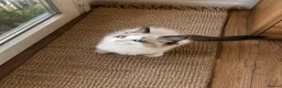 Ragdoll cats for sale: Ragdoll Tica Pedigree kittens - Advert 1