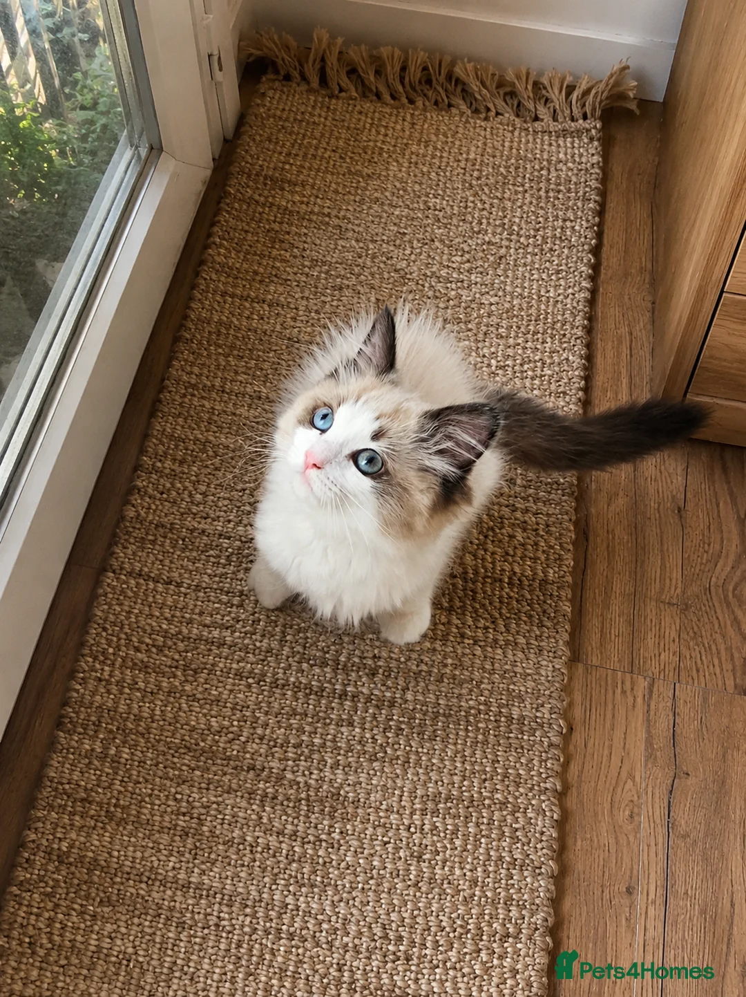 Ragdoll cats for sale: Ragdoll Tica Pedigree kittens - Advert 1