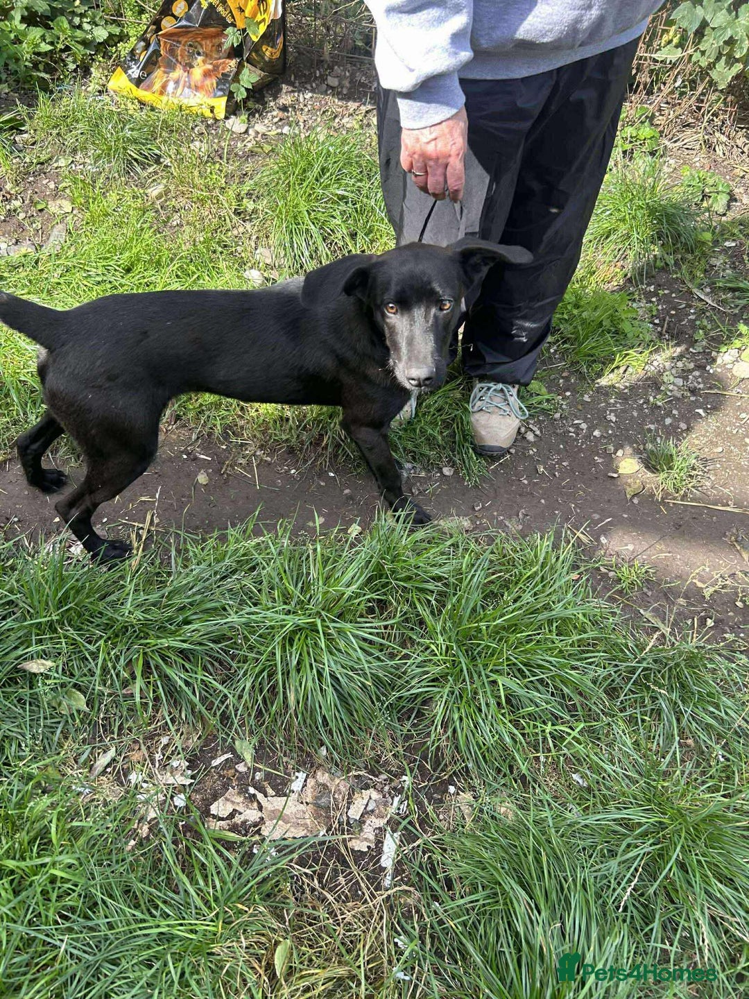 Mixed Breed dogs for adoption: ASH-12 months,Medium,playful/friendly/loves people - Image 16