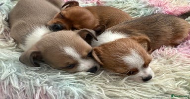 Mixed Breed dogs - Advert 4