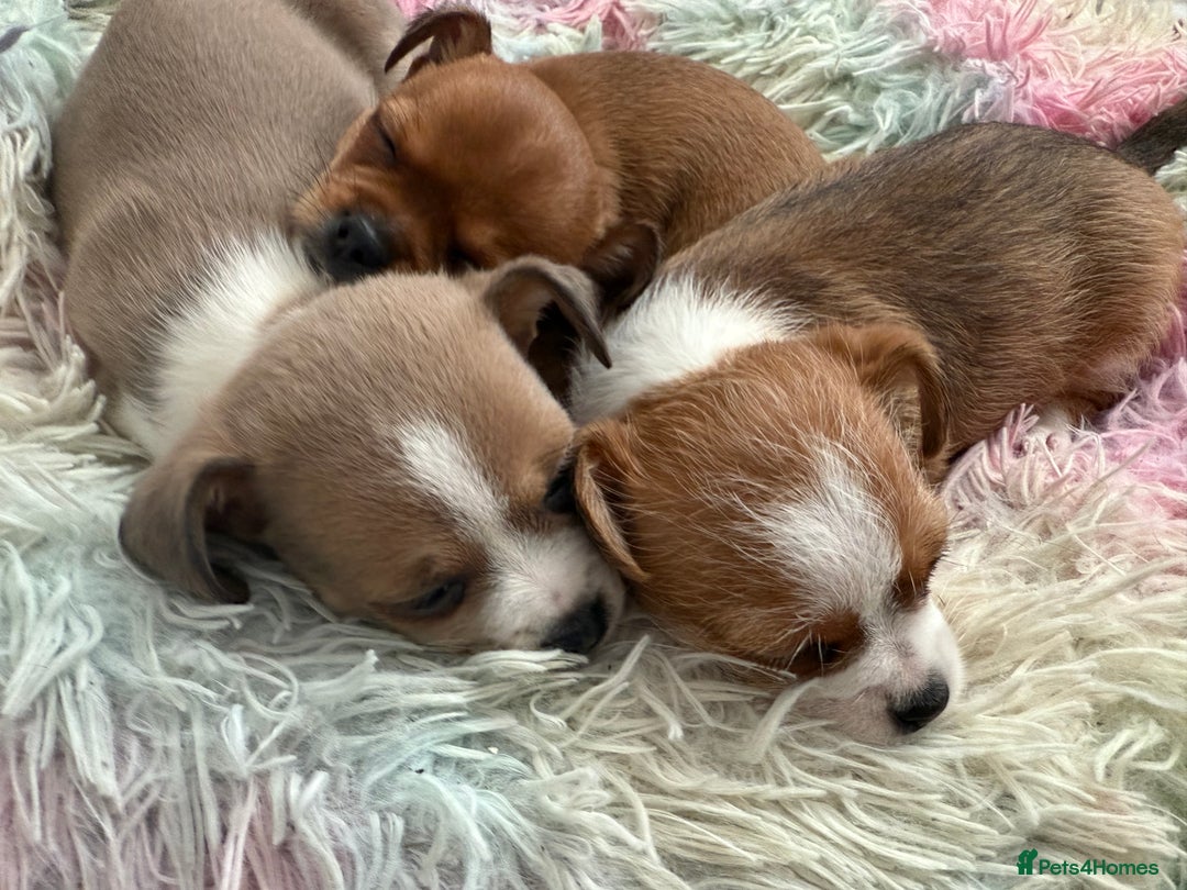 Mixed Breed dogs for sale: Chihuahua Hybrid Female. READY FOR HER NEW HOME 🤍 - Image 3