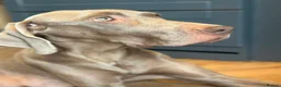 Weimaraner dogs for sale: KC Registered silver Weimaraner puppies in Mold - Advert 16