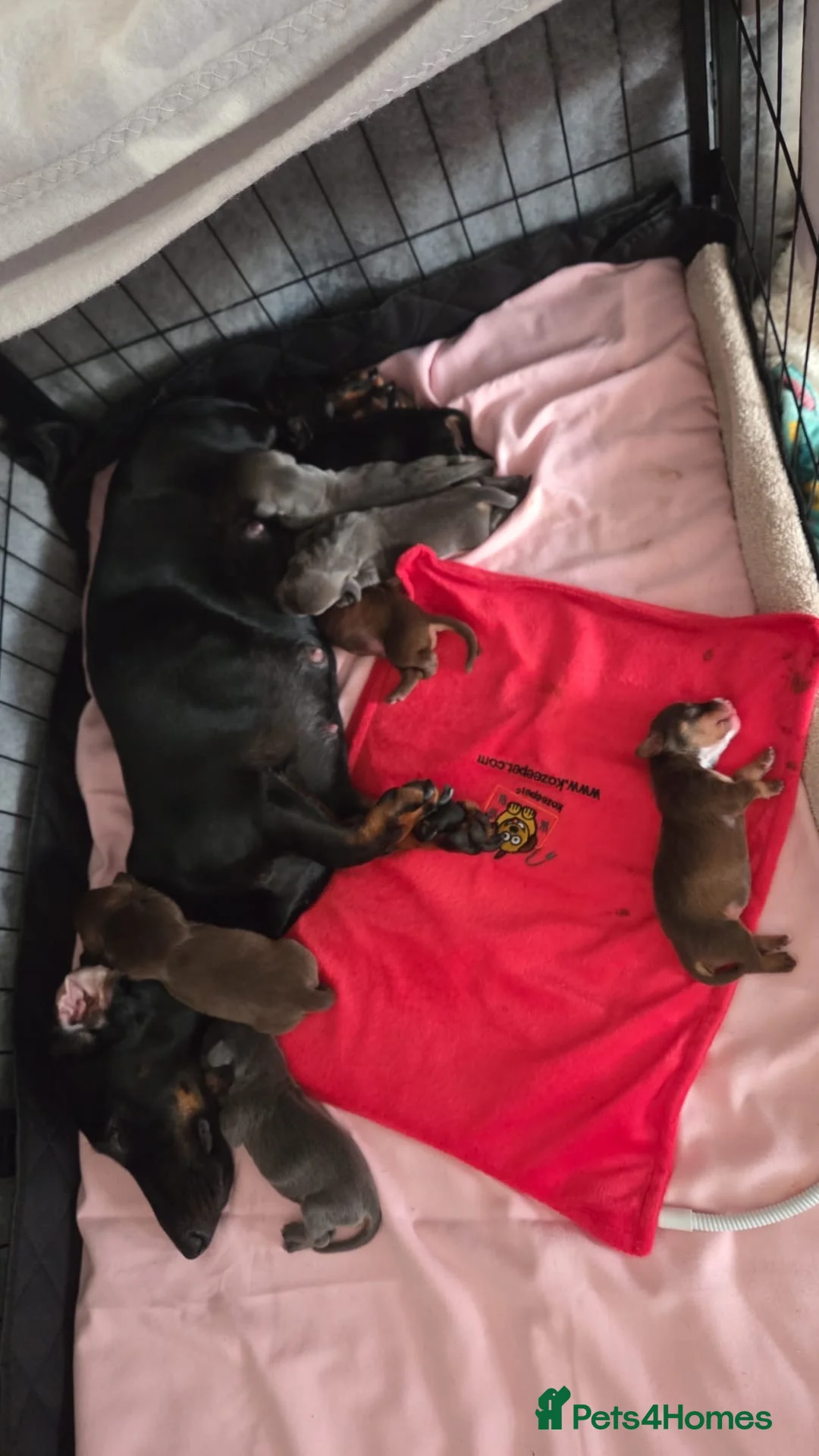 Dachshund dogs for sale: Three girl dachshunds for sale  in Esher - Advert 8