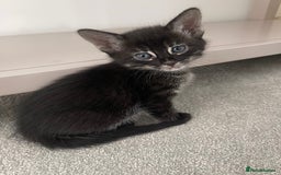 Bengal cats for sale: Adorable kittens looking for their forever homes  - Image 9