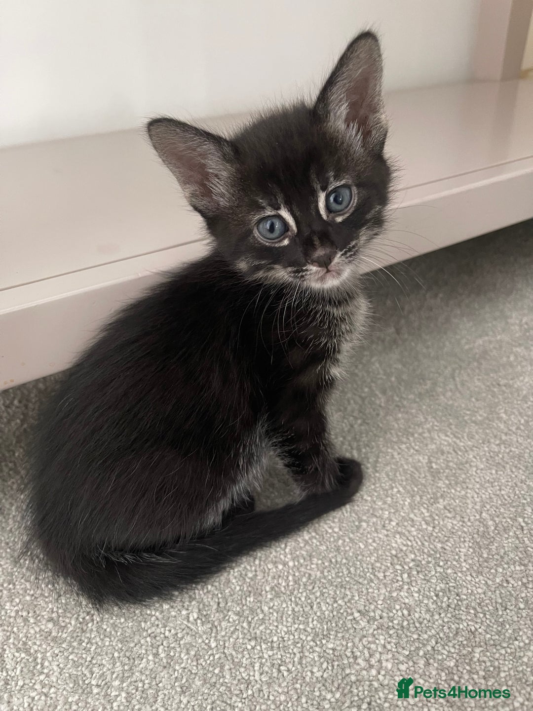 Bengal cats for sale: Adorable kittens looking for their forever homes  - Image 9