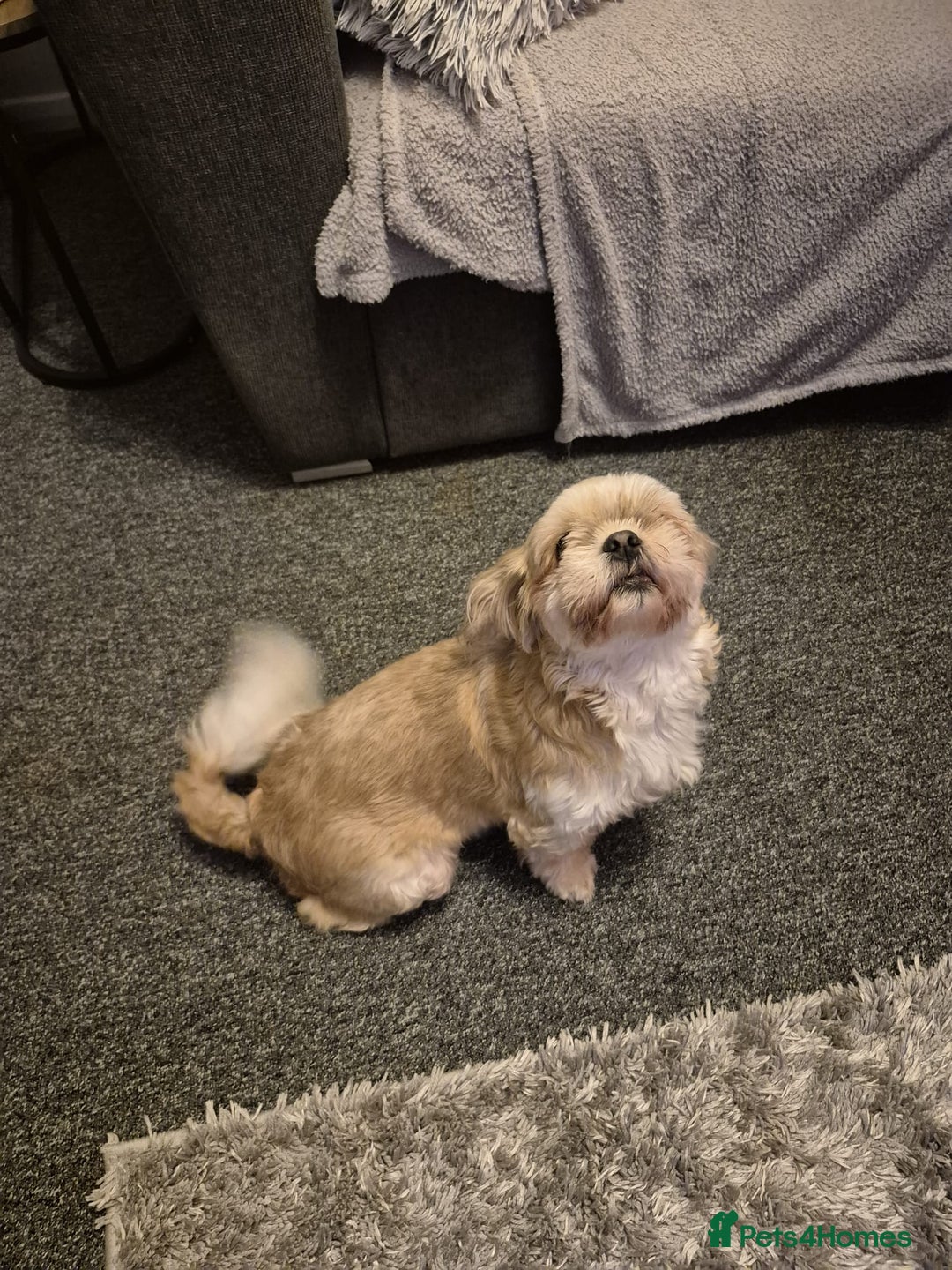 Shih Tzu dogs for sale: Shihzu girl 2 and a half years old - Advert 3