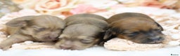 Miniature Dachshund dogs for sale: KC Miniature Dachshund Puppies - Advert 6
