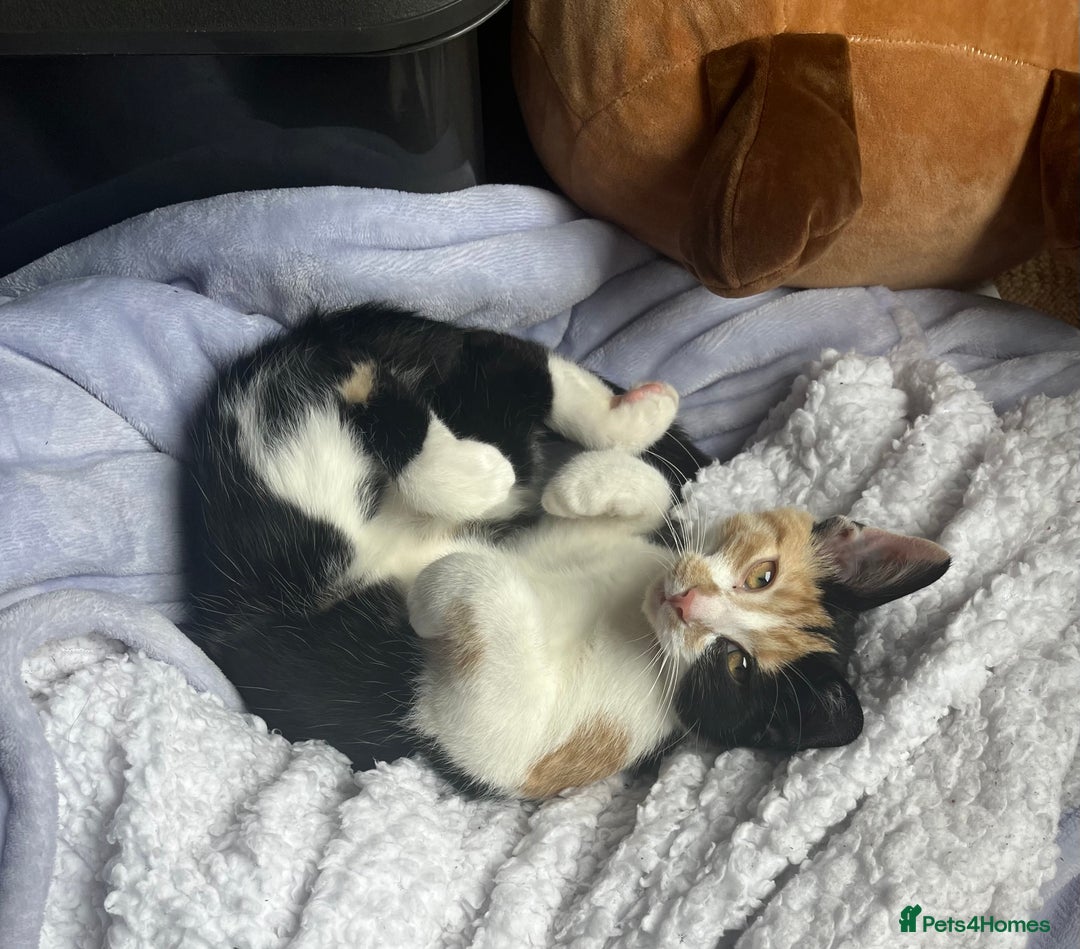 Mixed Breed cats for sale: sweet girl - Advert 1