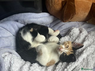 Mixed Breed cats sweet girl - Advert 9