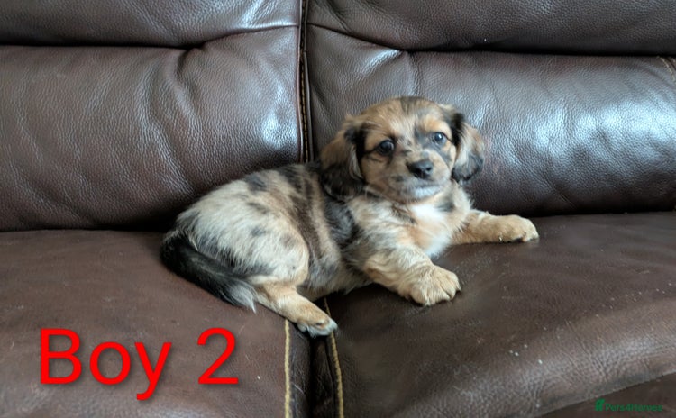 Mixed Breed dogs - Advert 3