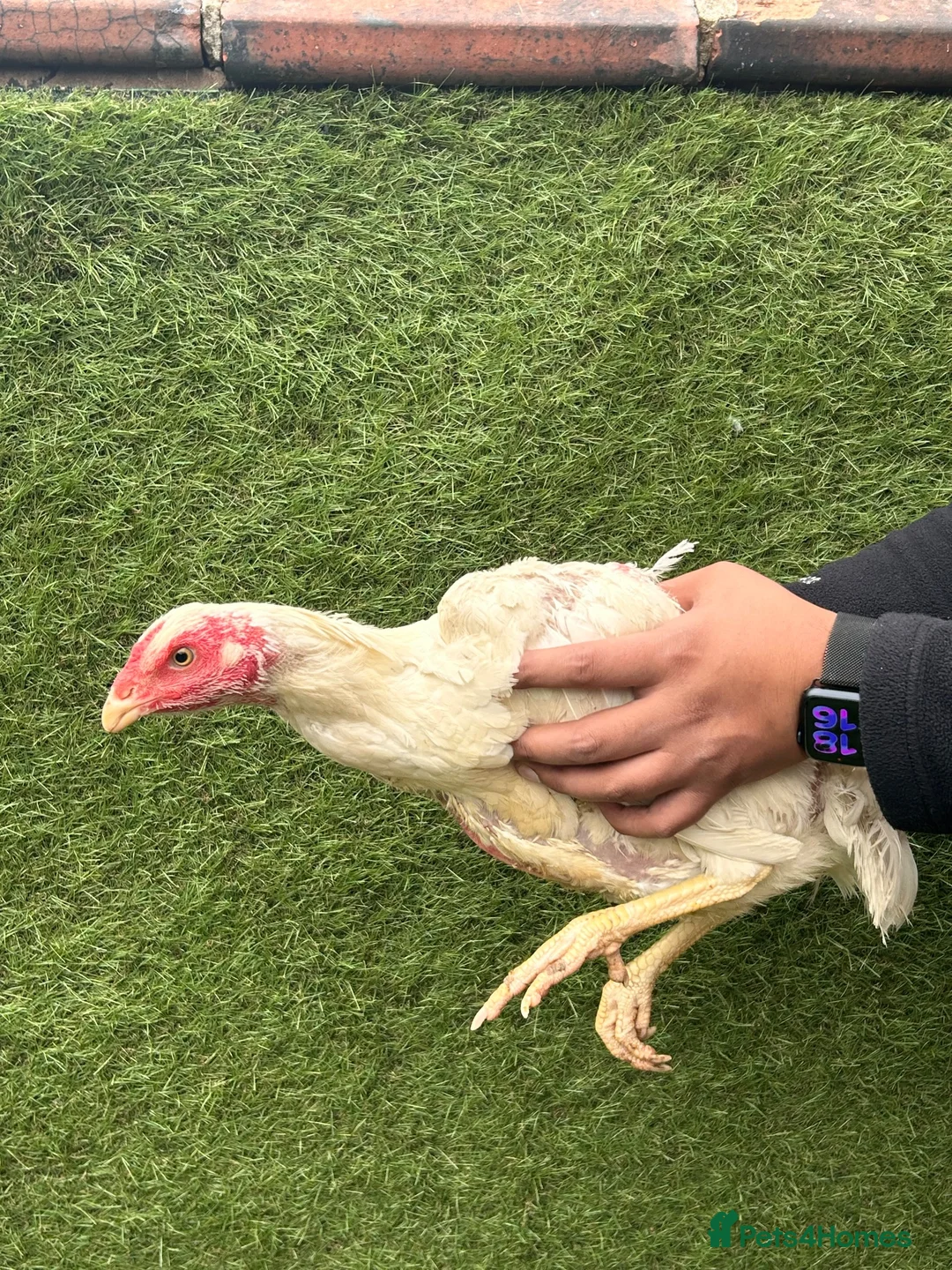 Chickens poultry for sale: Imported Pure parrot beak x German shamos  in Rochdale - Advert 2