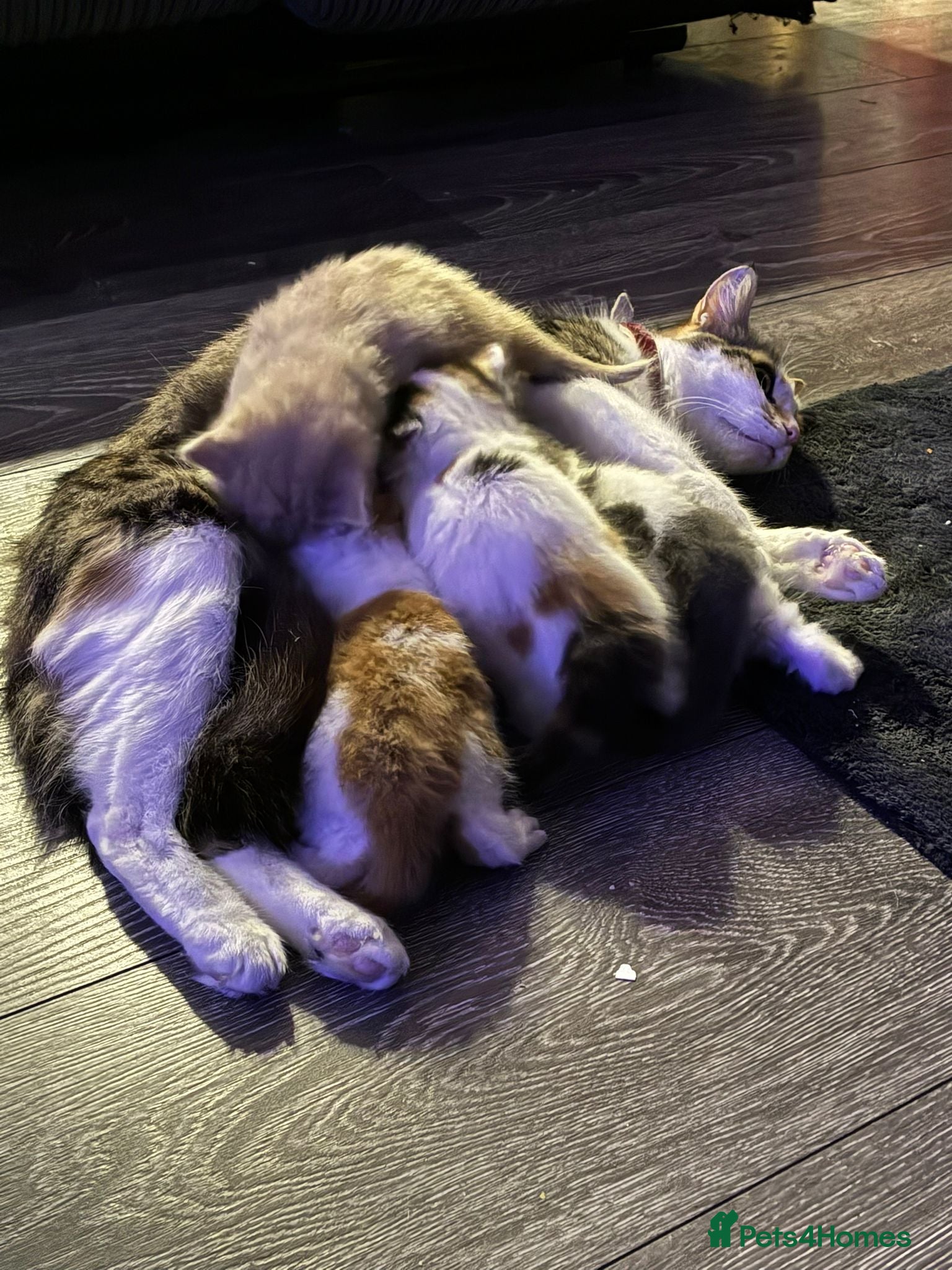 Mixed Breed cats Kittens for sale  - Advert 1