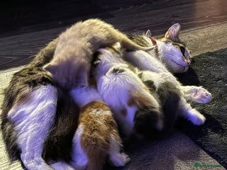 Mixed Breed cats Kittens for sale - Advert 1