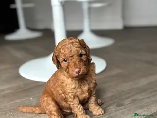 Cockapoo dogs F1B Pups One girl left 🩷 - Advert 1