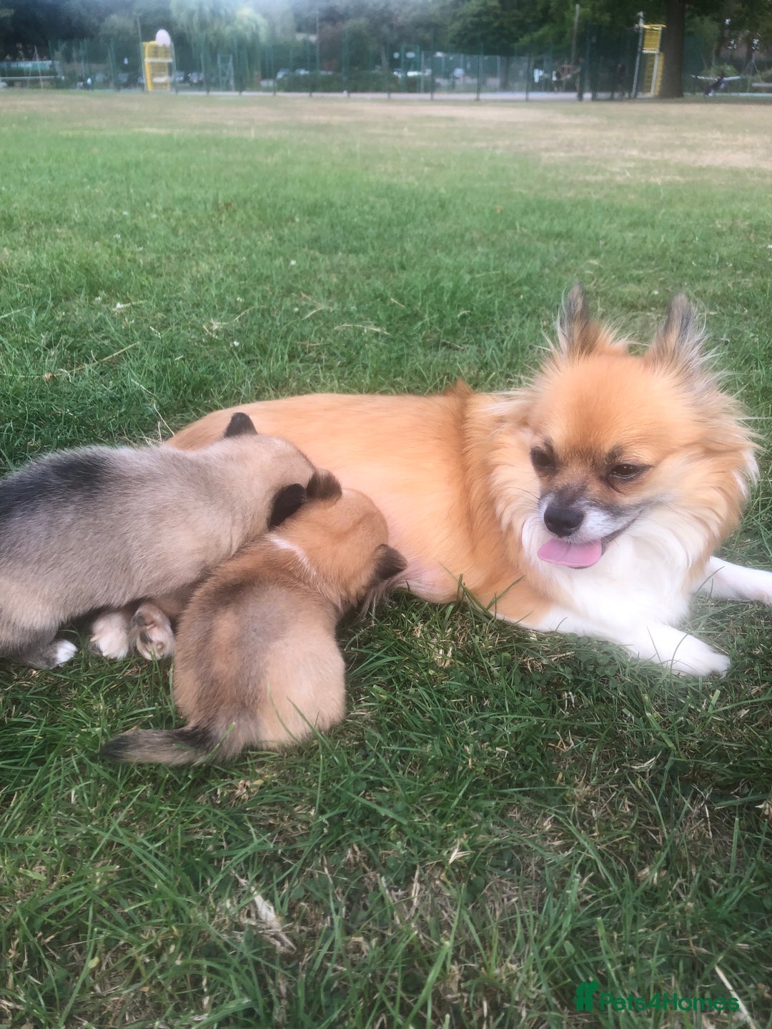 Pomchi dogs for sale: Meet dollys Beautiful pomchi puppies  - Image 2