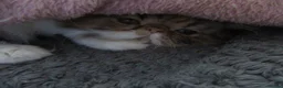 Persian cats for sale: Adorable Persian female kitten Ready now - Advert 10