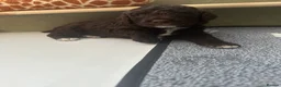 Cockapoo dogs for sale: 🤎 Chocolate Cockapoo’s 🤎 Health Tested 🤎 - Advert 31