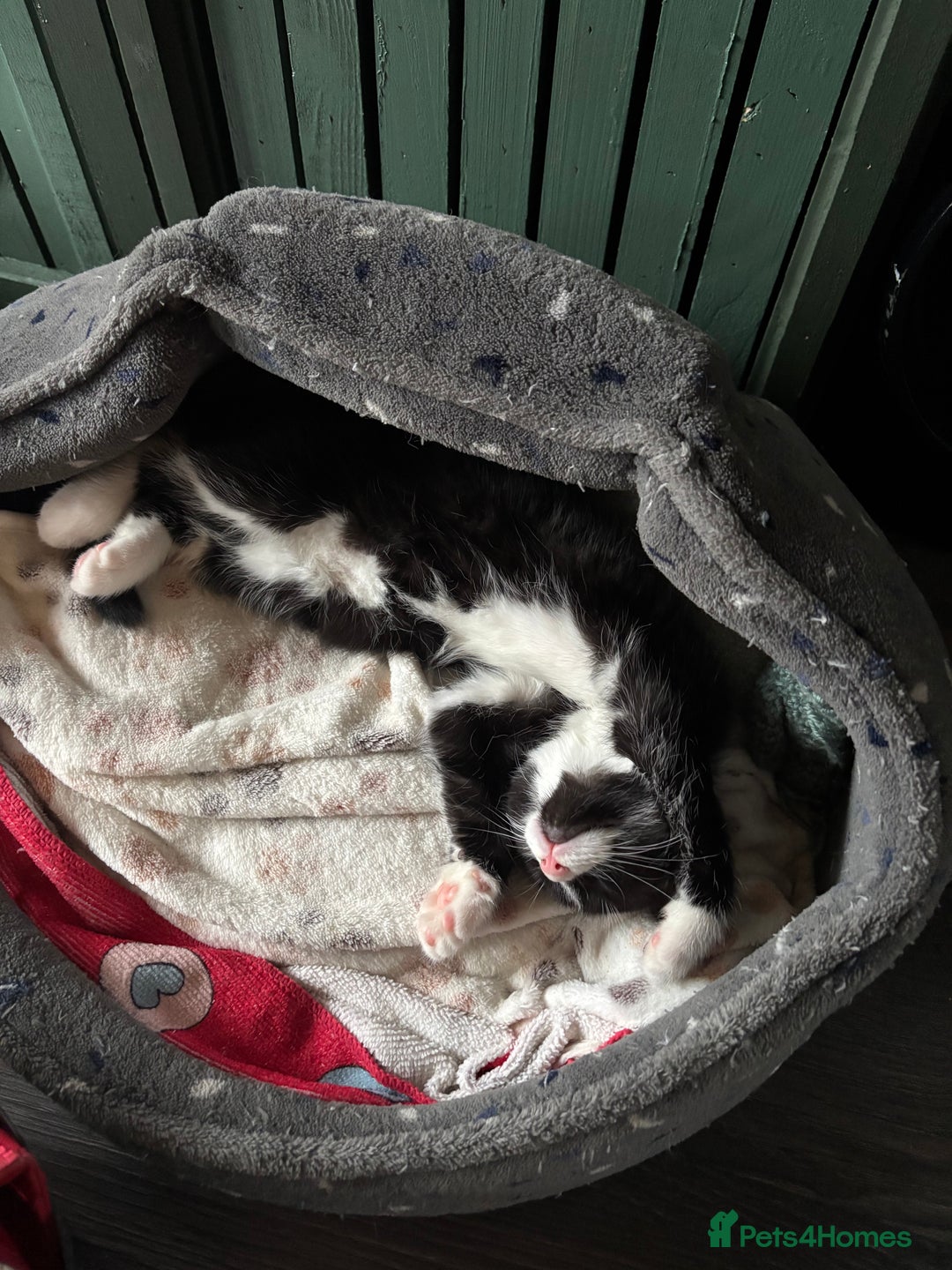 Mixed Breed cats for sale: One male one female kittens - Advert 5