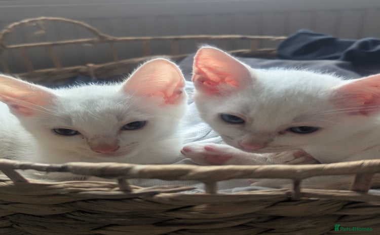 Domestic Shorthair cats - Advert 4