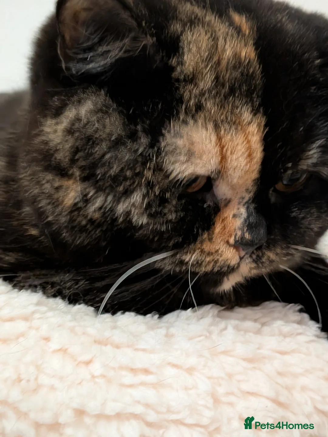 British Shorthair cats for sale: British Shorthair  - Advert 8