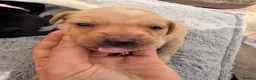 Labrador Retriever dogs for sale: One lovely red fox boy still available  - Advert 7