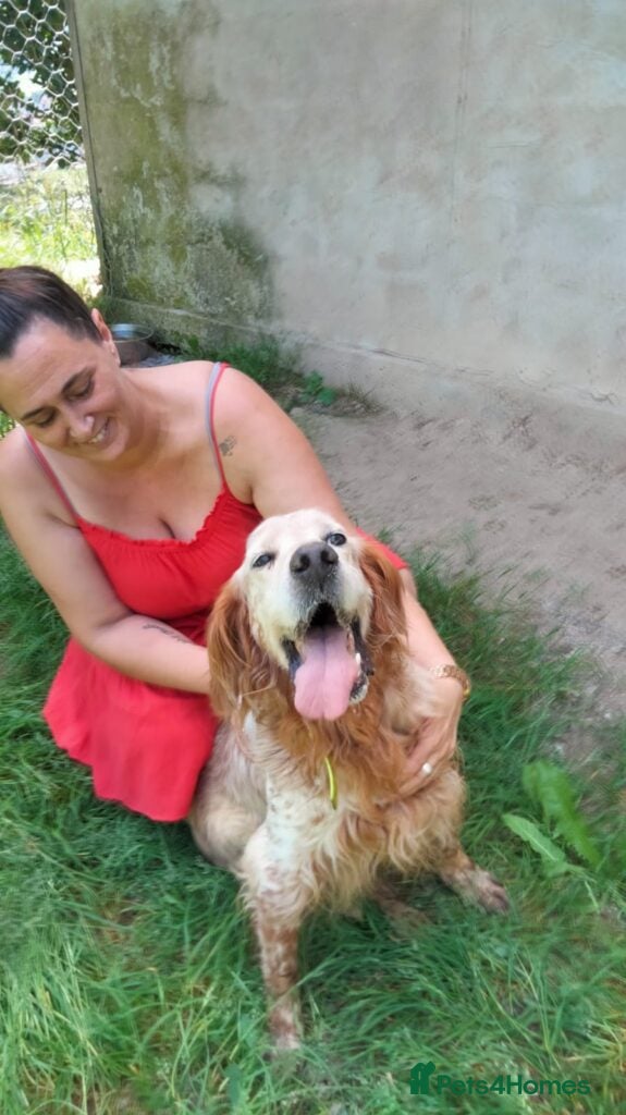 English Setter dogs Tobi  - Advert 6