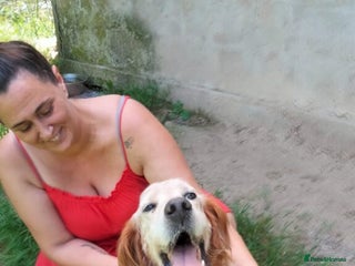 English Setter dogs - Advert 1