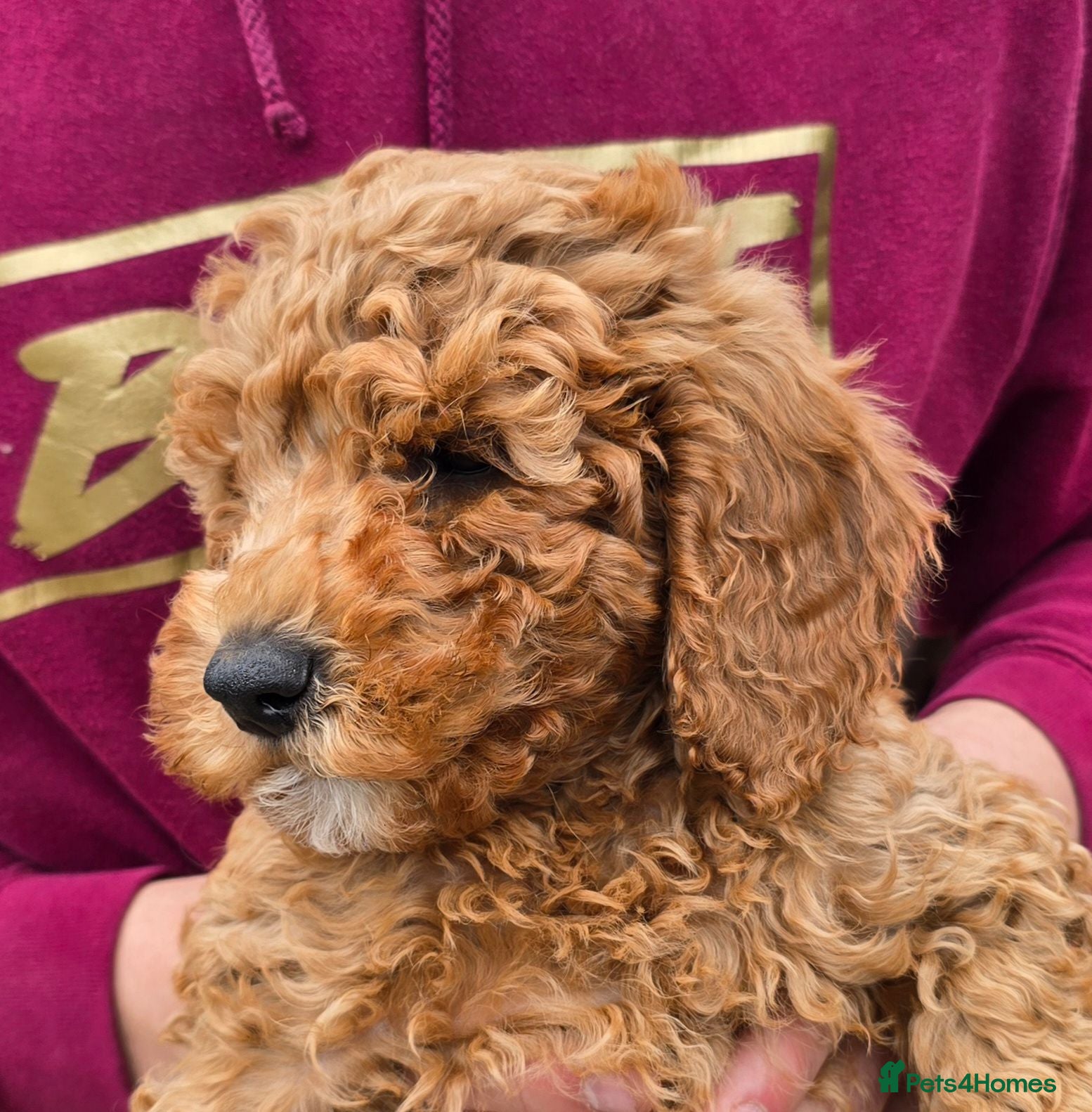 Cockapoo dogs Fb2 Cockapoos looking for loving home - Advert 16