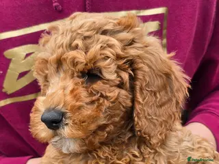 Cockapoo dogs Fb2 Cockapoos looking for loving home - Advert 16