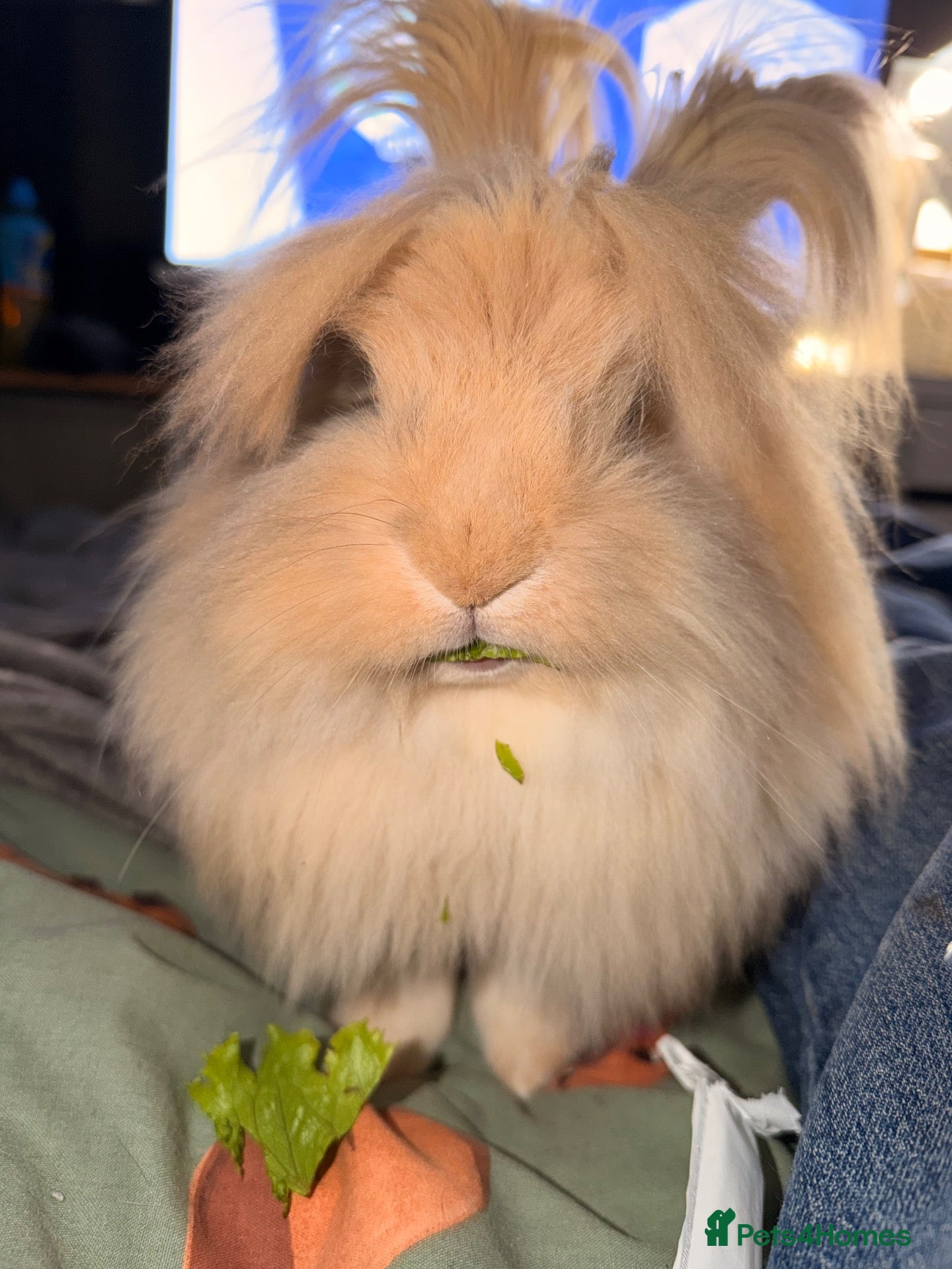 Angora rabbits Beautiful neutered angora - Advert 1
