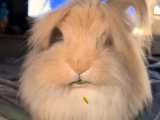 Angora rabbits Beautiful neutered angora - Advert 1