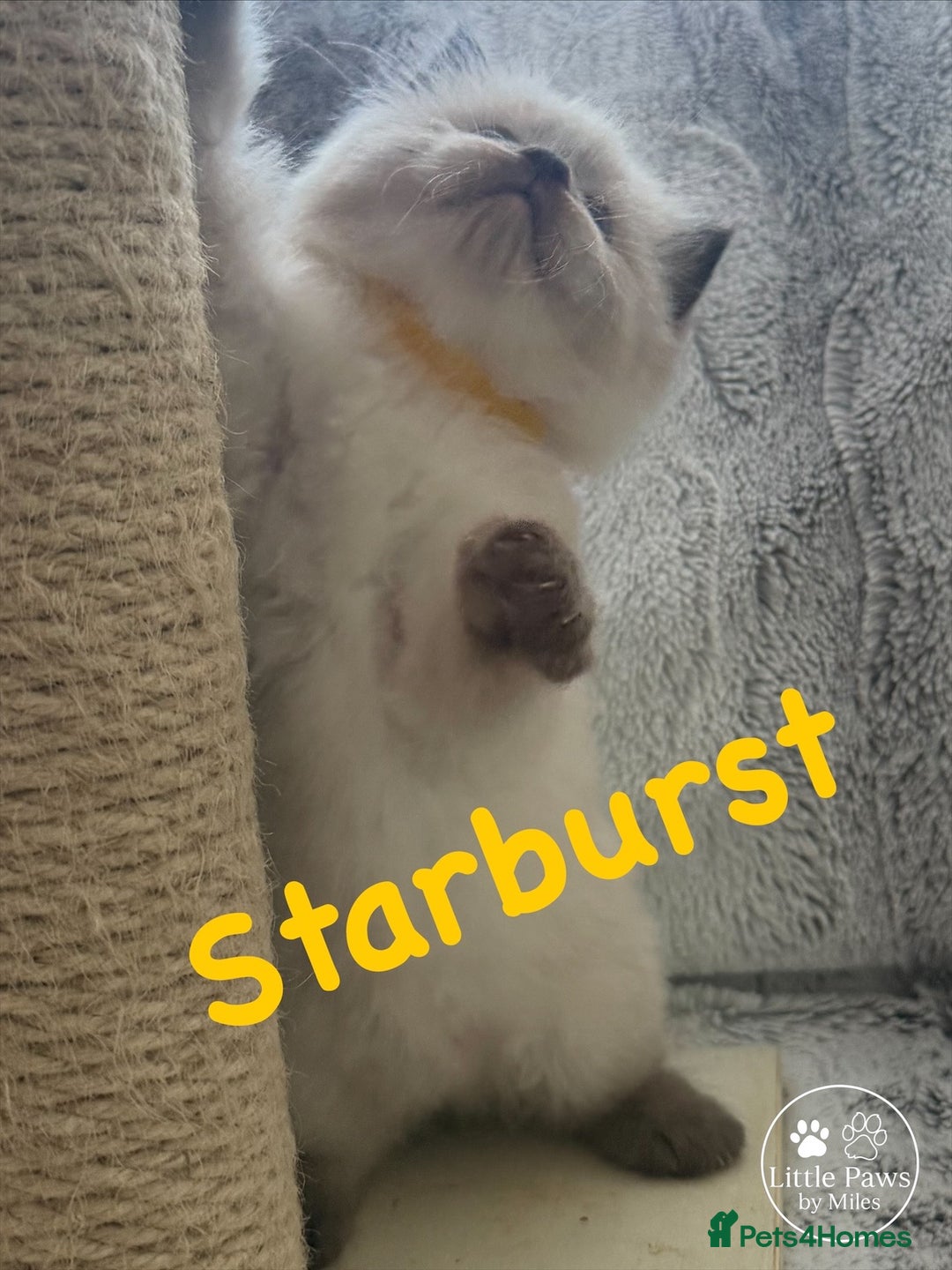 Ragdoll cats for sale: GCCF Exceptional Pedigree Ragdolls 🌸 - Advert 17