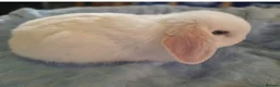 Mini Lop rabbits for sale: Reduced 🩵 7 Wks Blue Otter Split & Broken White - Advert 23