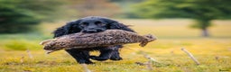 Cocker Spaniel dogs for stud: Ftch x ftch bred, 💥FULLY💥 health tested cocker in Cranbrook - Advert 6