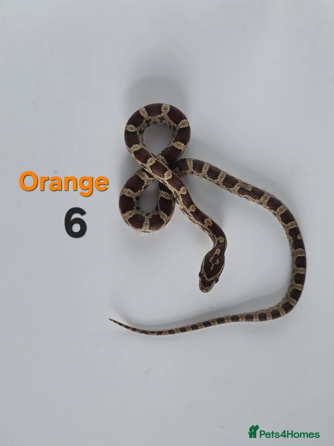 Corn Snake reptiles for sale: Baby Cornsnakes  - Advert 31