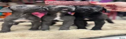 Cane Corso dogs for sale: 3 beautiful, champion blood line cane corsos  - Advert 7