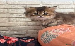 Scottish Fold cats for sale: Scottish fold pedigree kittens - Image 22