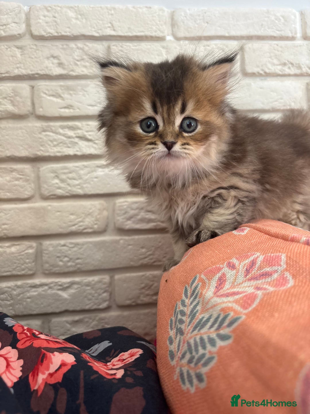 Scottish Fold cats for sale: Scottish fold pedigree kittens - Image 22