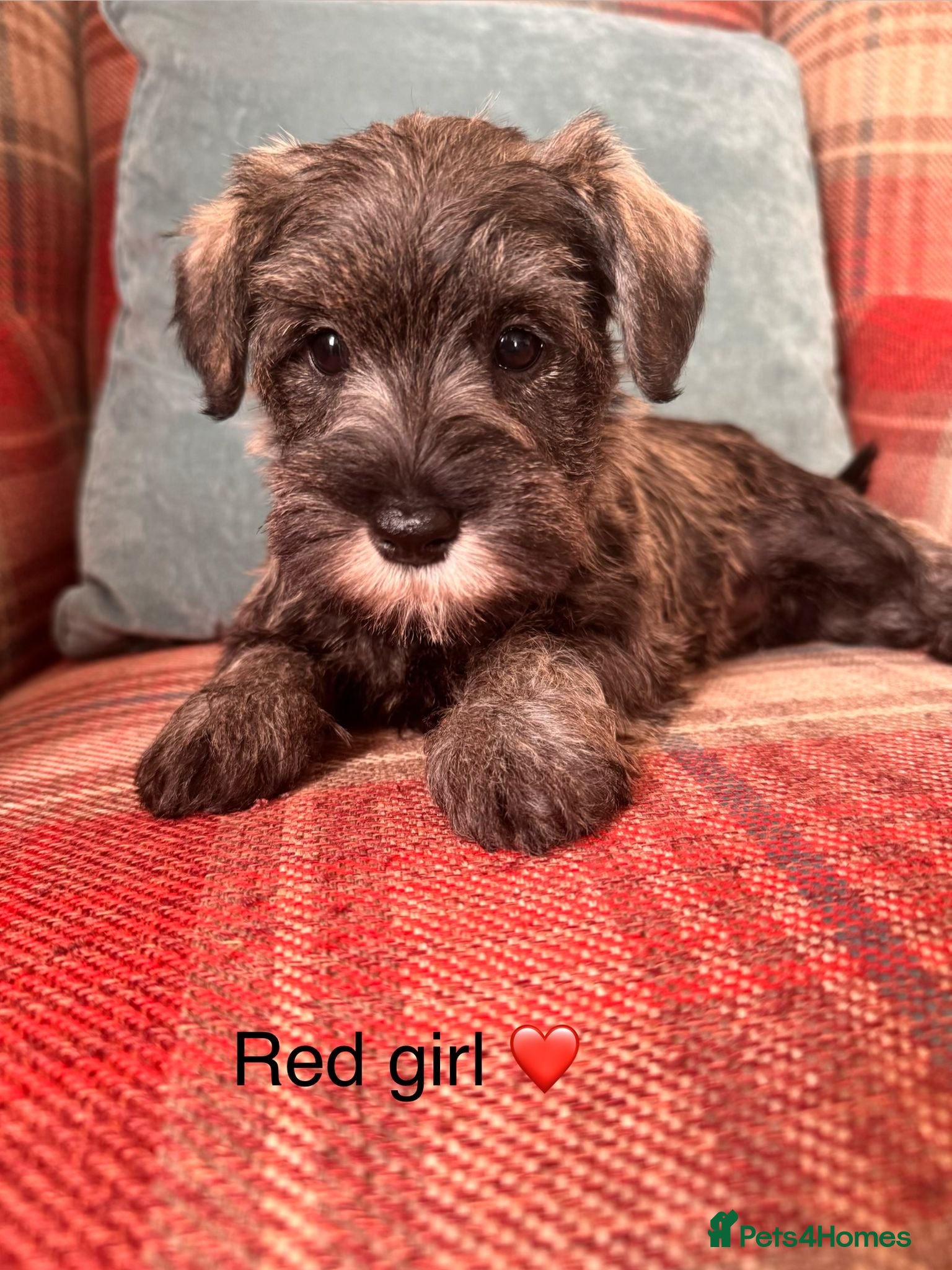Miniature Schnauzer dogs KC Registered, health tested puppies. Ready Now!  - Advert 1