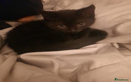 Domestic Shorthair cats for sale: 4 cats need rehoming  **  - Advert 2