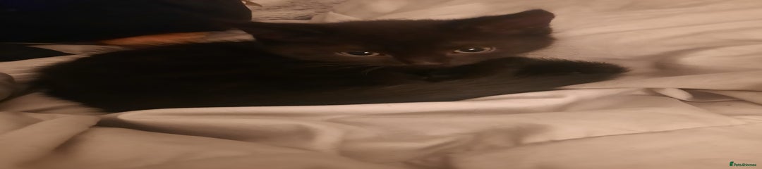 Domestic Shorthair Kitten 1