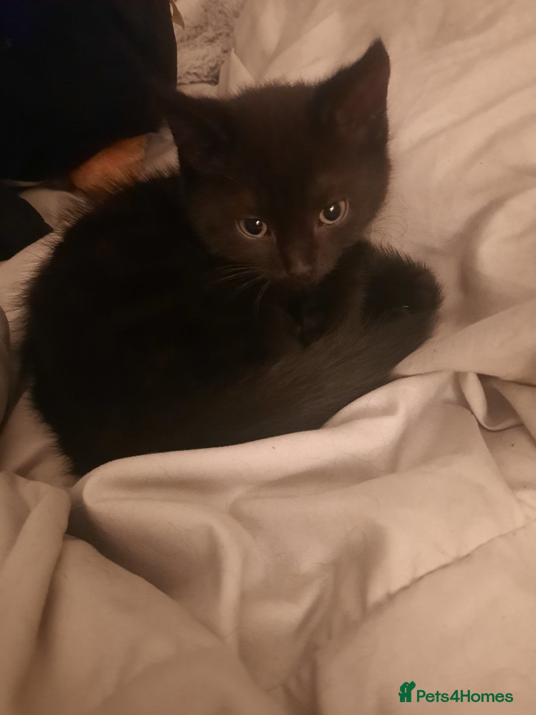 Domestic Shorthair cats for sale: 4 cats need rehoming  **  - Advert 2